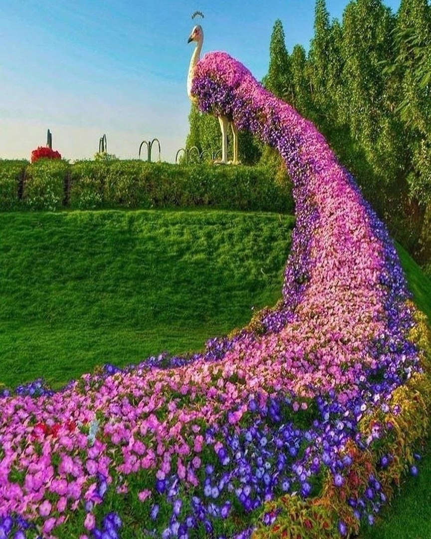 Самые красивые цветы в мире