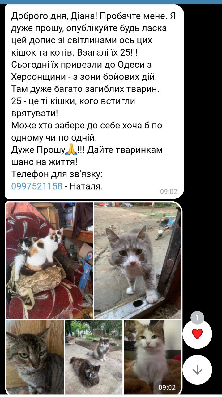 Публикация #18619 — Помощь животным Одесса.Не бросай своего друга  (@animals2022)