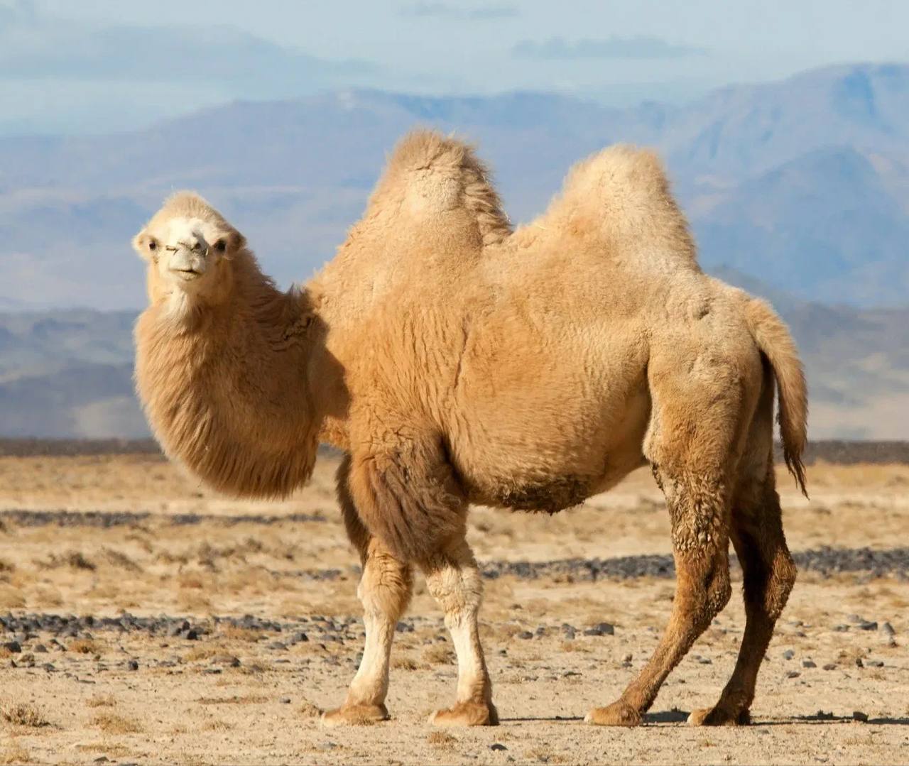 Кама верблюлама. Кама гибрид. Кама гибрид верблюда и ламы. Гибриды верблюдов. Гибрид верблюда 4 буквы.