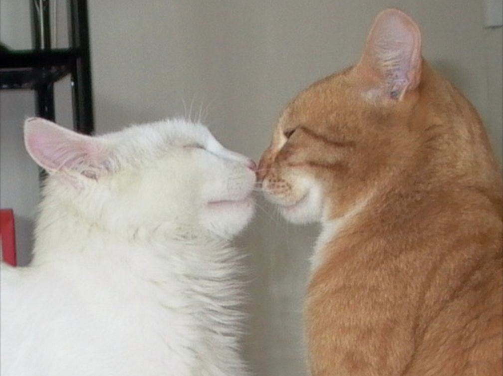 Jy nt z wtketn. Jy nt z wtketn. Jy nt z wtketn. Jy nt z wtketn. Девушка а4 фото поцелуя.