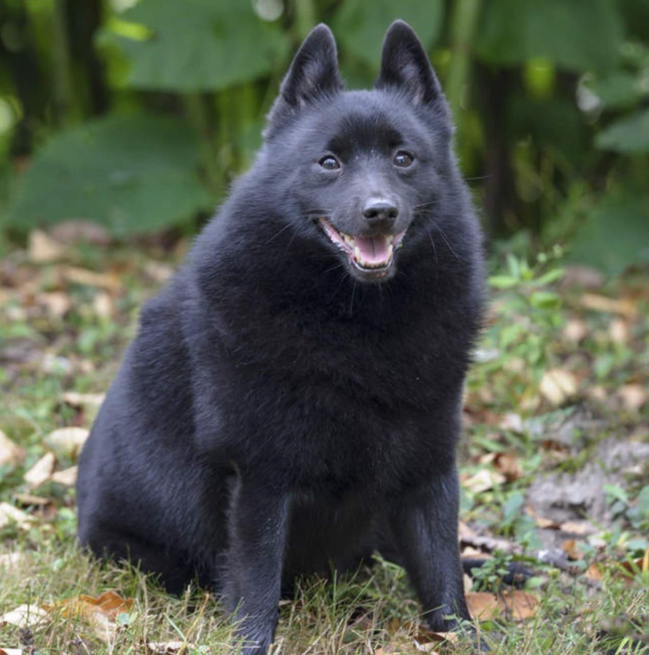 Бельгийская овчарка шипперке. Маленькая бельгийская овчарка шипперке. Шиппер собака. Порода овчарка шипперке. Карликовая бельгийская овчарка шипперке.