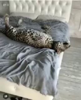 Хищные кошки